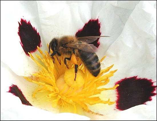 Apis 2