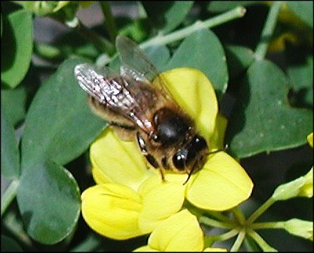 Apis 6
