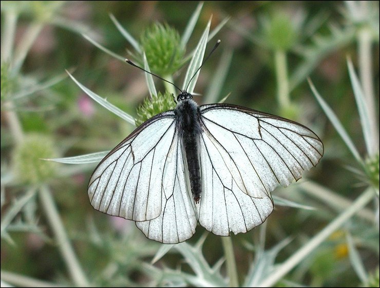 Aporia crataegi 1