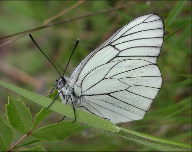Aporia crataegi 2