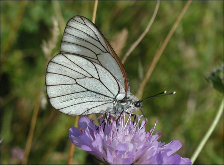 Aporia crataegi  3