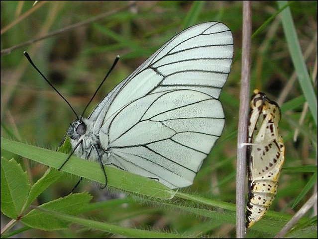 Aporia crataegi 4
