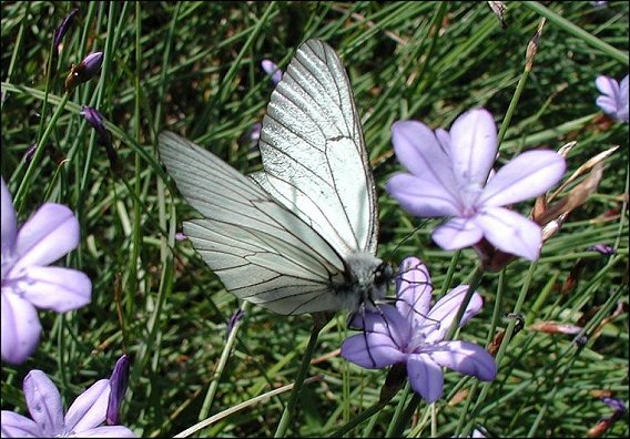Aporia crataegi 5