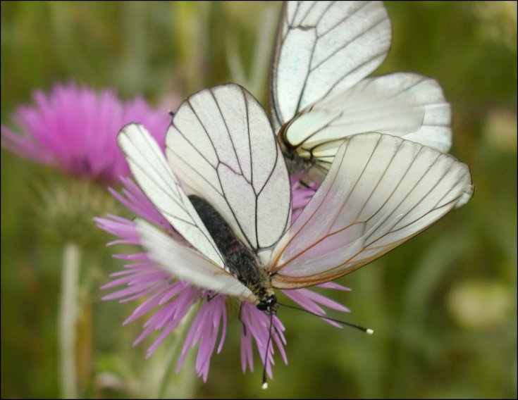 Aporia crataegi 6