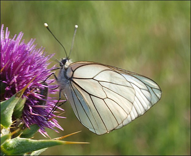 Aporia crataegi 7