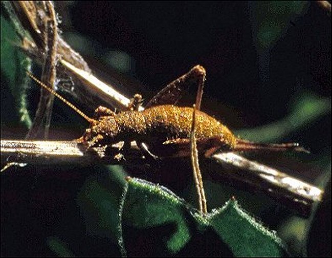 Arachnocephalus 1