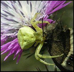 Araigne crabe