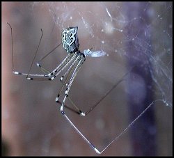 Araigne de Pluche