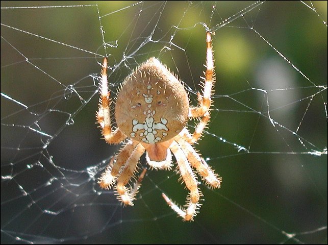 Araneus diadematus 1