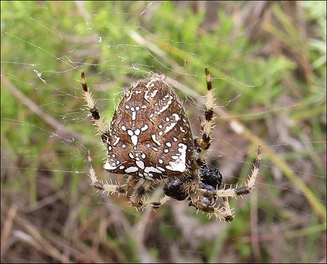 Araneus diadematus 11