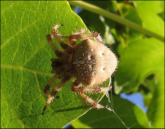 Araneus diadematus 12