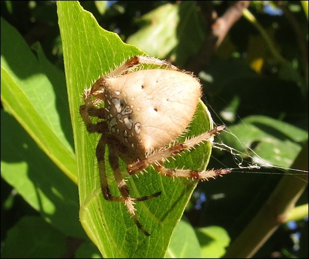 Araneus diadematus 13
