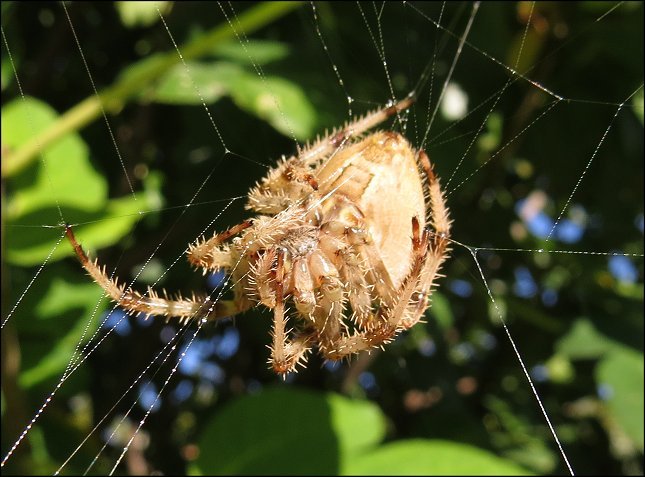 Araneus diadematus 14