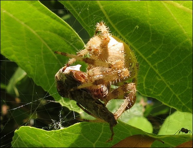 Araneus diadematus 15