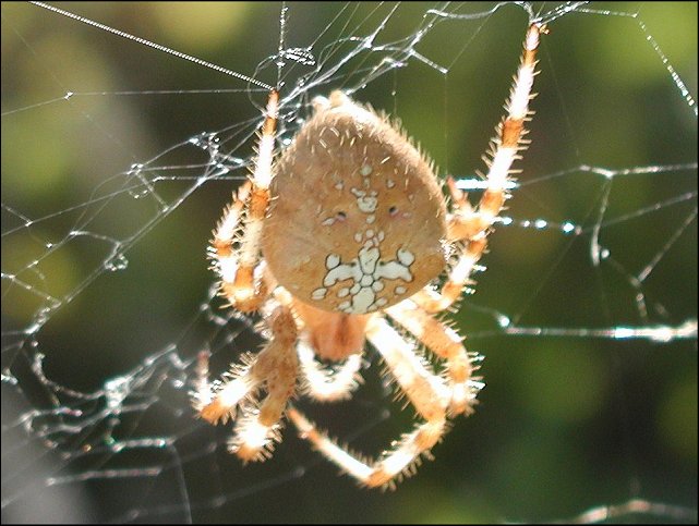 Araneus diadematus 2