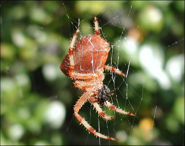 Araneus diadematus 3