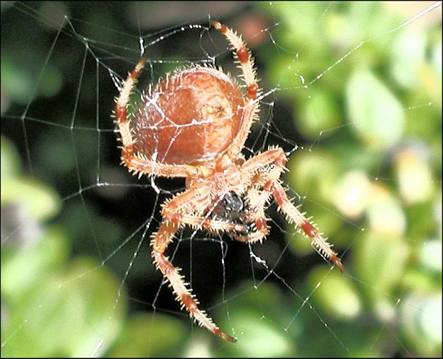 Araneus diadematus 4