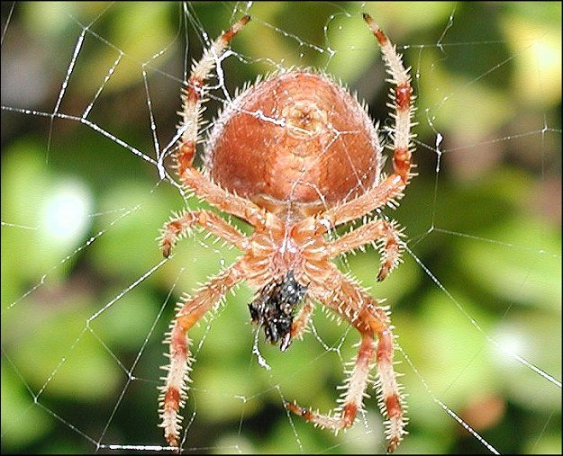 Araneus diadematus 5