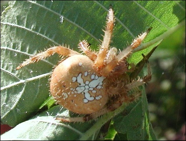 Araneus diadematus 6