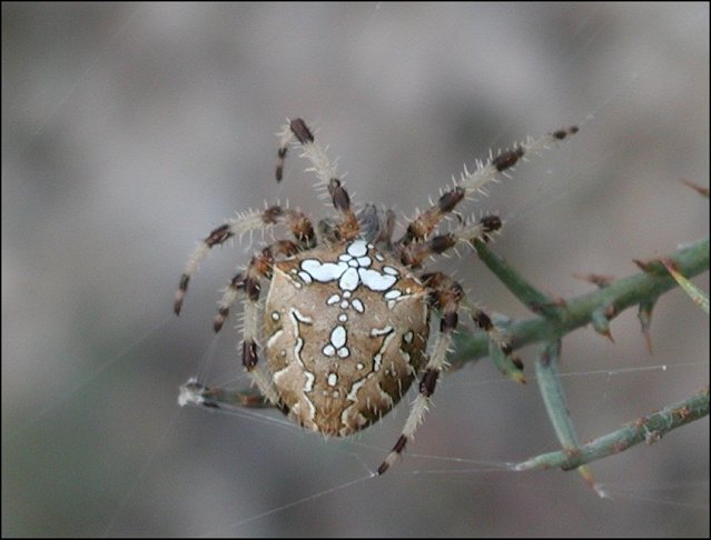 Araneus diadematus 7