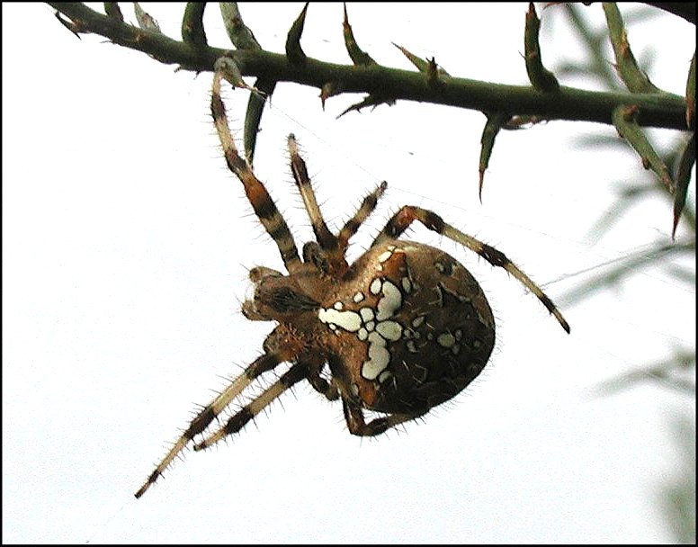 Araneus diadematus 8