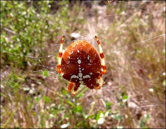 Araneus diadematus 9