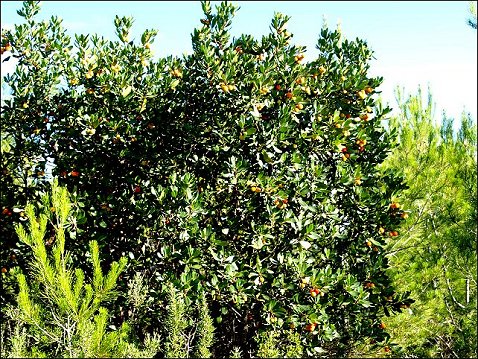 Arbutus unedo 1
