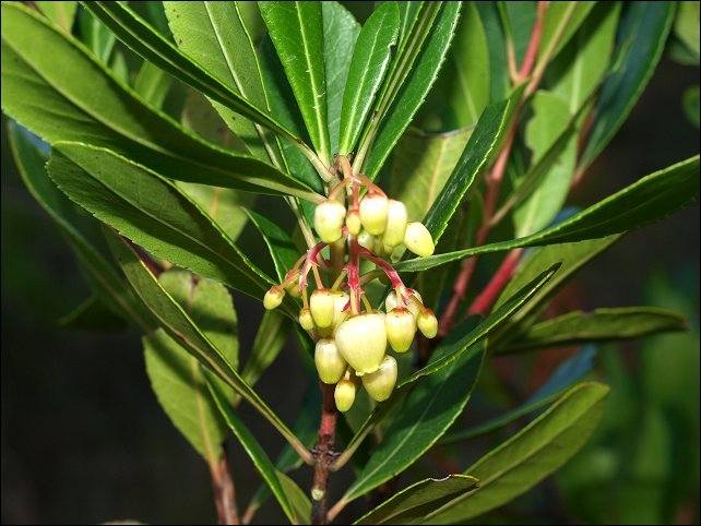 Arbutus unedo 10