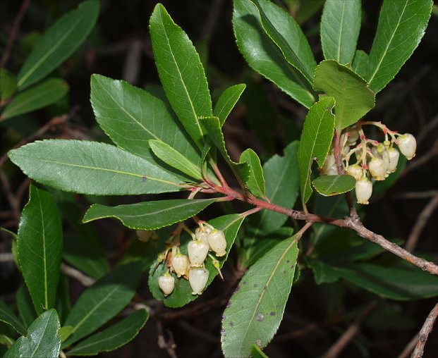 Arbutus unedo 12