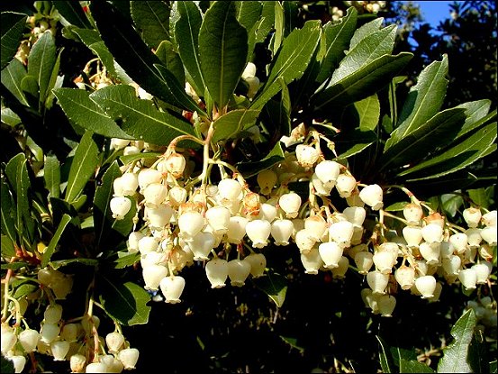 Arbutus unedo 13