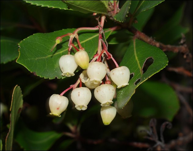 Arbutus unedo 14