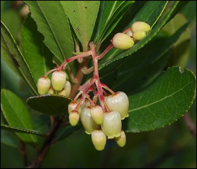 Arbutus unedo 15