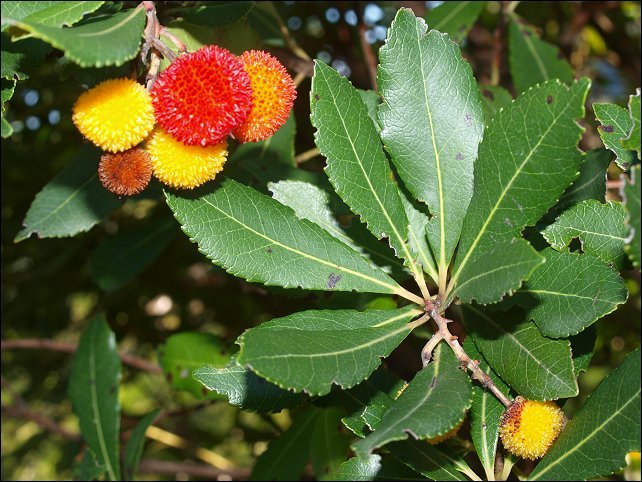 Arbutus unedo 16