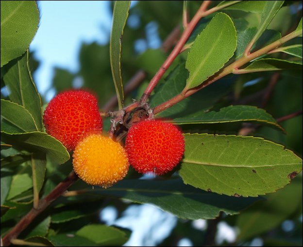Arbutus unedo 17