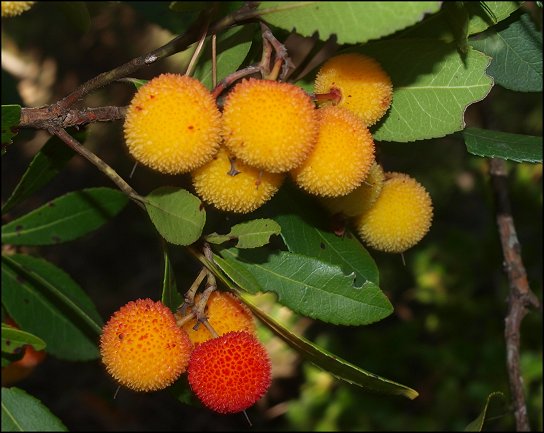 Arbutus unedo 18