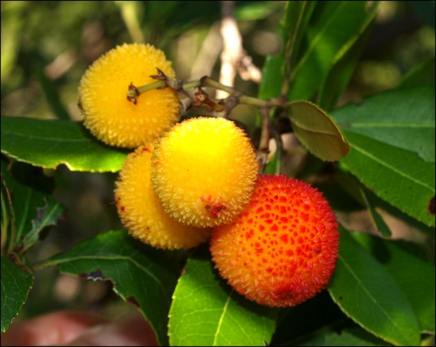 Arbutus unedo 19