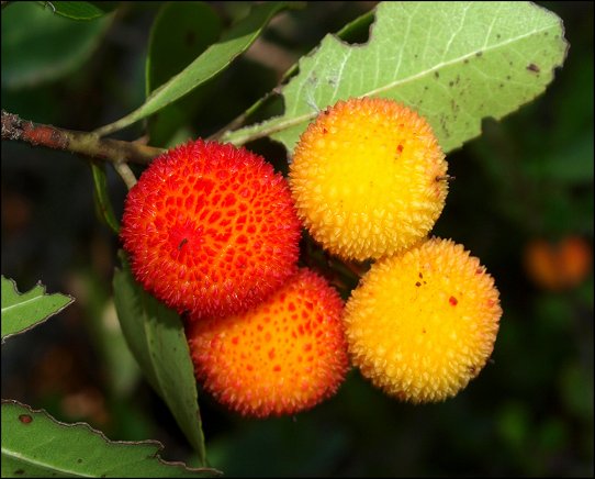 Arbutus unedo 20