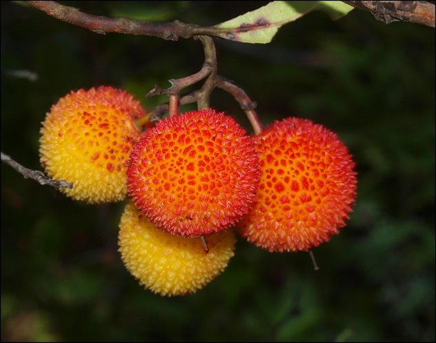 Arbutus unedo 21