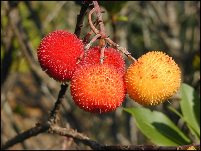 Arbutus unedo 22