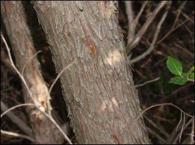 Arbutus unedo 24