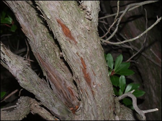 Arbutus unedo 25