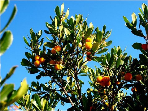 Arbutus unedo 3