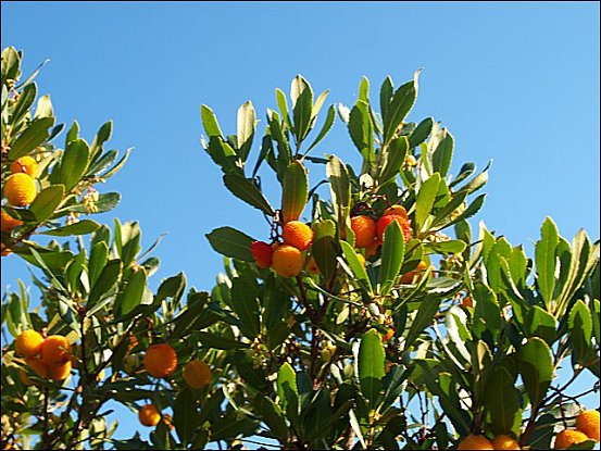 Arbutus unedo 4
