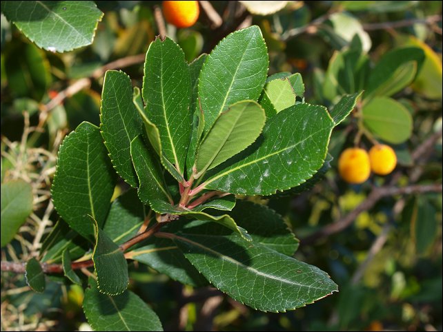 Arbutus unedo 5