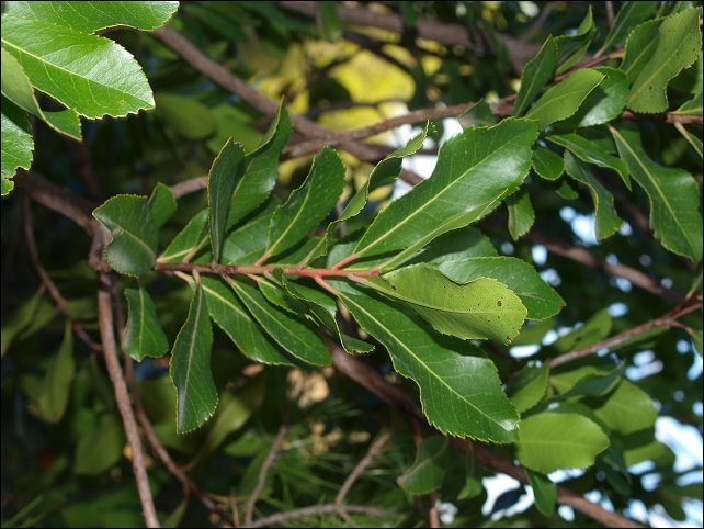 Arbutus unedo 6
