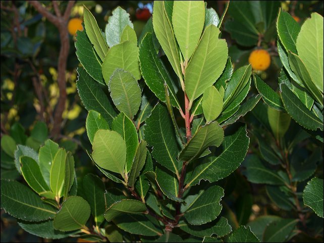 Arbutus unedo 7