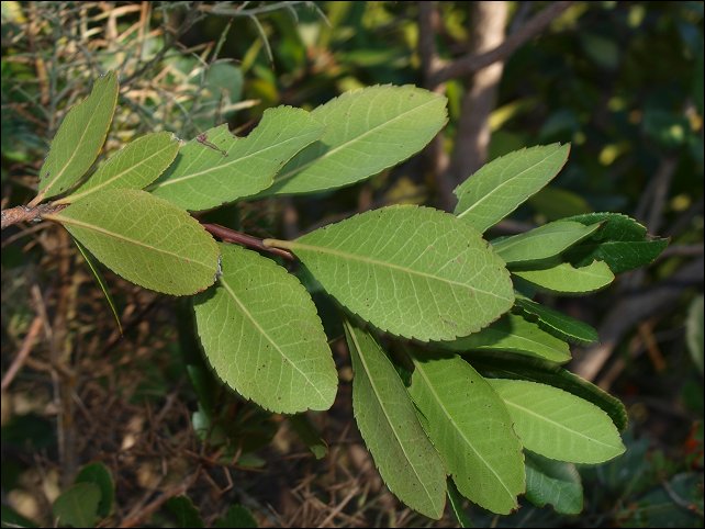 Arbutus unedo 9
