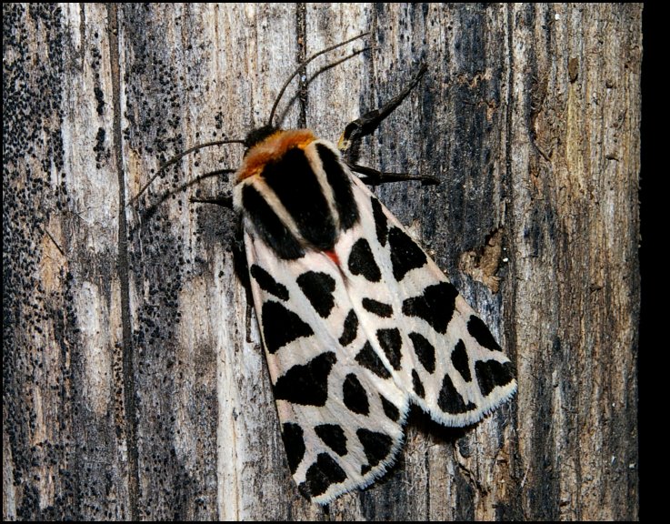 Arctia villica 2