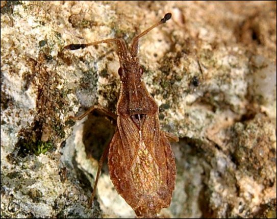 Arenocoris falleni 3