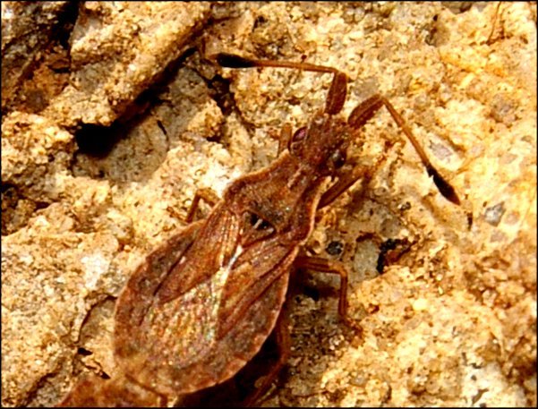 Arenocoris falleni 4